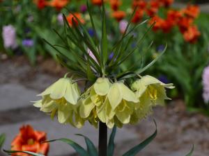 Рябчик Радде (Раддеана) (Fritillaria raddeana), 1 шт (разбор 18/20) - картинка 2