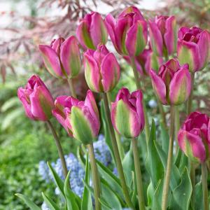 Тюльпан Найт Райдер (Night Rider), 10 шт  (разбор 12/14) - картинка 1