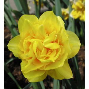 Нарцисс Дик Вилден (Dick Wilden), 5 шт (разбор 12/14) - картинка 3