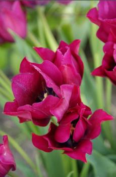 Тюльпан Найт Клаб (Night Club), 10 шт (разбор 12/14) - картинка 2