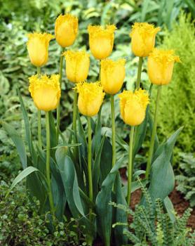 Тюльпан Гамильтон (Hamilton), 10 шт (разбор 12/14) - картинка 6