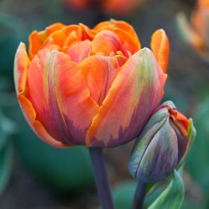 Тюльпан Оранж Принцесс (Orange Princess), 10 шт (разбор 11/12) - картинка 2