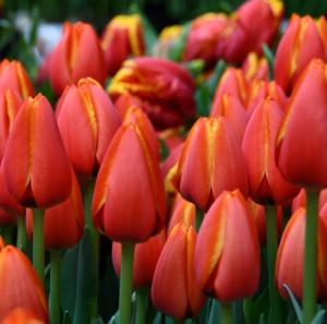Тюльпан Уорлдс Фейворит (World's Favourite), 10 шт (разбор 12/14) - картинка 1