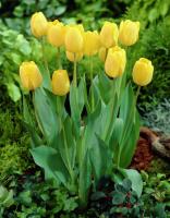 Тюльпан Голден Оксфорд (Golden Oxford), 5 шт (разбор 11/12)
