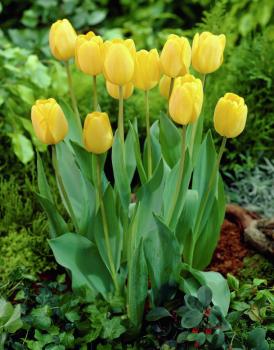 Тюльпан Голден Оксфорд (Golden Oxford), 5 шт (разбор 11/12) - картинка 3