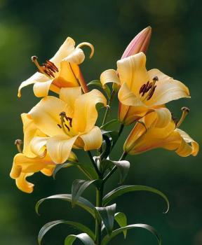 Лилия ОТ-гибрид Салтарелло (Saltarello), 3 шт (разбор 16/18!) - картинка 1