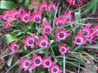 Тюльпан хумилис Литтл Бьюти (humilis Little Beauty), 15 шт (разбор 6/7)