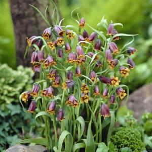 Рябчик Ува вульпис (Fritillaria uva-vulpis), 15 шт (разбор 8/9) - картинка 2