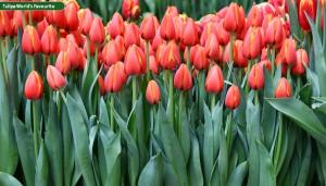 Тюльпан Уорлдс Фейворит (World's Favourite), 10 шт (разбор 12/14) - картинка 3