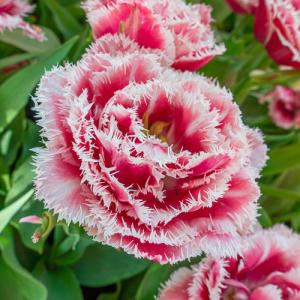 Тюльпан Брест (Brest), 10 шт (разбор 12/14) - картинка 3