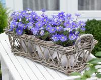 Анемона Бланда Блю Шейдс (Anemone blanda Blue Shades), 25 шт (разбор 5/6)