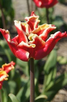 Тюльпан Элегант Кроун (Elegant Crown), 10 шт (разбор 11/12) - картинка 4