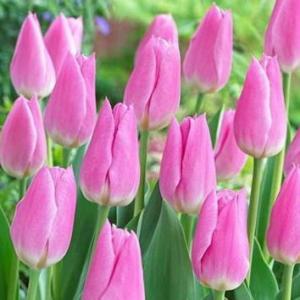 Тюльпан Мистресс (Mistress), 5 шт (разбор 11/12) - картинка 2