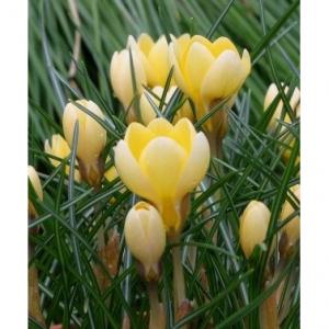 Крокус Романс (Romance), 25 шт (разбор 5/7) - картинка 1