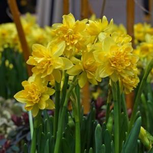 Нарцисс Тет Букле (Tête Bouclé), 10 шт (разбор 11/12) - картинка 3