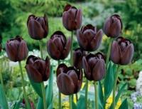 Тюльпан Куин оф Найт (Queen of Night), 10 шт (разбор 12/14)