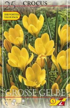 Крокус Геел (Geel=Yellow Mammouth), 5 шт (разбор 8/9) - картинка 2