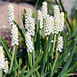 Мускари Аучери Уайт Мейджик (White Magic), 20 шт (разбор 7/8) - картинка 3