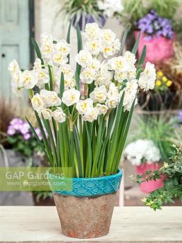 Нарцисс Брайд (The Bride = Bridal Crown), 5 шт (разбор 12/14) - картинка 3