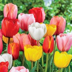 Тюльпан Дарвинов гибрид смесь (Darwin Hybrid mix), 15 шт - картинка 2