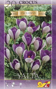 Крокус Ялта (Yalta), 20 шт (разбор 5/7) - картинка 4