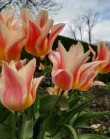 Тюльпан Квебек (Quebec), 10 шт (разбор 11/12)