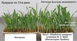 Фитоспорин ПроБио микробиолическое удобрение, 0.1 л - картинка 4