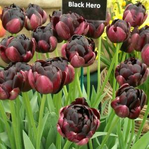 Тюльпан Блек Хиро (Black Hero), 10 шт (разбор 12/14) - картинка 3