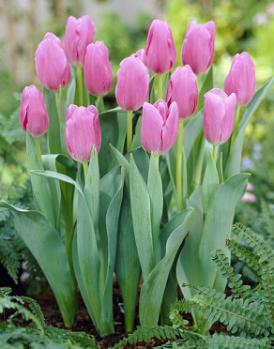 Тюльпан Мистресс (Mistress), 5 шт (разбор 11/12) - картинка 5