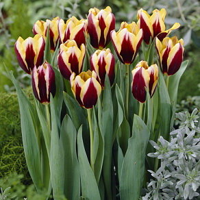 Тюльпан Гавота (Gavota), 10 шт (разбор 12/14) - картинка 1