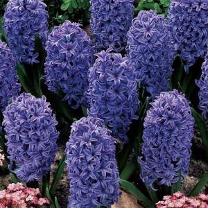 Гиацинт Блю Джекет (Blue Jacket), 5 шт - картинка 2