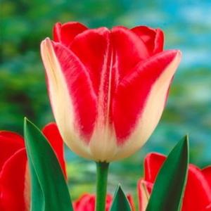 Тюльпан Липглосс (Lipgloss), 10 шт (разбор 11/12) - картинка 3