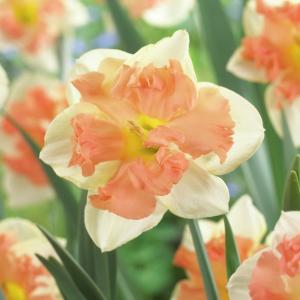 Нарцисс Ванилла Пич (Vanilla Peach), 5 шт (разбор 12/14) - картинка 2