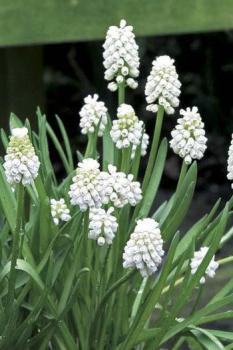 Мускари Аучери Уайт Мейджик (White Magic), 20 шт (разбор 7/8) - картинка 2