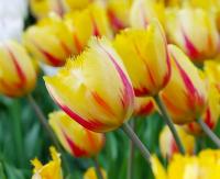 Тюльпан Фламенко (Flamenco), 10 шт (разбор 12/14)