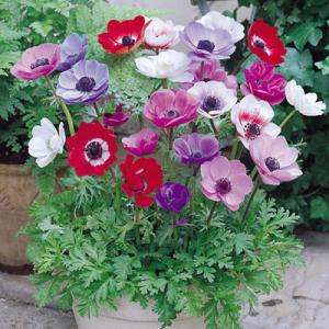 Анемона Де Каен смесь (Anemone de Caen Mixed), 10 шт (разбор 6/7) - картинка 1