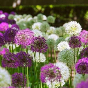 Аллиум Дуэт смесь (Allium Duet Mix), 15 шт - картинка 2