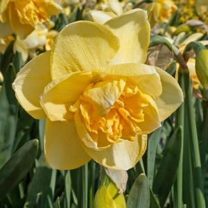 Нарцисс Оранж Джус (Orange Juice), 5 шт (разбор 12/14) - картинка 1