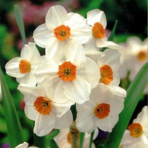 Нарцисс Гераниум (Geranium), 5 шт (разбор 12/14) - картинка 3