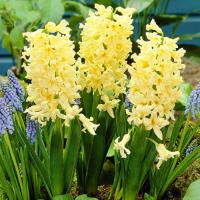 Гиацинт Джипси Принцесс (Gipsy Princess), 5 шт (разбор 16/17)