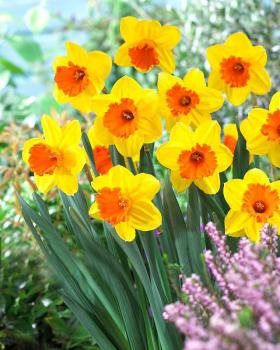 Нарцисс Мари Боханон (Mary Bohannon), 5 шт (разбор 12/14) - картинка 1