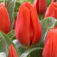 Тюльпан Джаент Оранж Санрайз (Giant Orange Sunrise), 5 шт (разбор 16/18!)