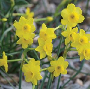 Нарцисс Мо & Мо (jonquilla More & More), 10 шт (разбор 6/8) - картинка 2