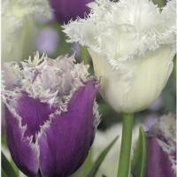 Тюльпан Твинклин Даймондс смесь (Twinkling Diamonds - Cummins/Honeymoon), 15 шт