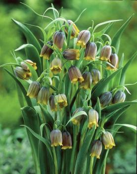 Рябчик Ува вульпис (Fritillaria uva-vulpis), 15 шт (разбор 8/9) - картинка 4