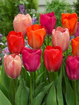 Тюльпан Фэмили Ван Эйк смесь (Family Van Eyk - Van Eyk/Orange/Mystic), 15 шт - картинка 3