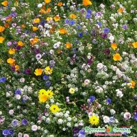 Газон цветущий Солнце флоренции