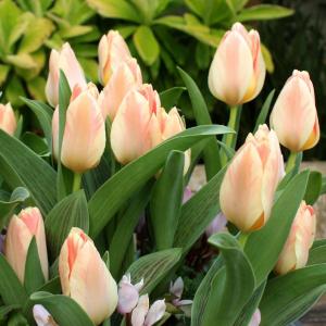 Тюльпан Литтл Гел (Little Girl), 10 шт (разбор 11/12) - картинка 4