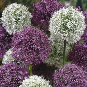 Аллиум Дуэт смесь (Allium Duet Mix), 15 шт - картинка 3