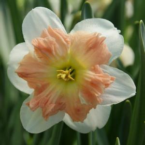 Нарцисс Малли (Mallee), 5 шт (разбор 12/14) - картинка 4